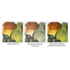 Accelerated Lightfastness Test Accelerated Lightfastness Test