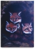 Baby Foxes