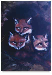 Baby Foxes