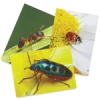 Nature’S Attire Collection