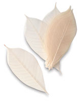 Skeleton Leaves