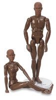 Art S. Buck Anatomical Models