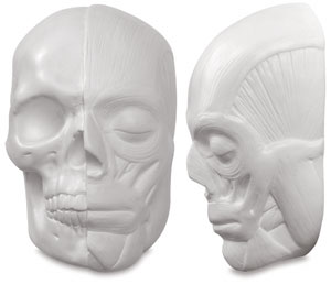Anatomical Skull