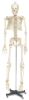 Life Size Skeleton
