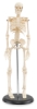 My First Skeleton