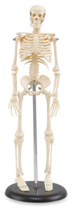 My First Skeleton My First Skeleton