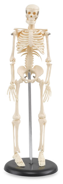 My First Skeleton