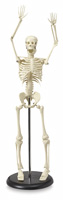 My First Skeleton