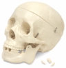 Budget Skull