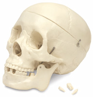 Budget Skull