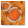 Cinnamon Toast, CG-765 Cinnamon Toast, CG-765
