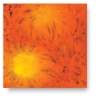 Wildfire, CG-954 Wildfire, CG-954