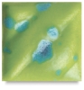 Melon, CTL-41