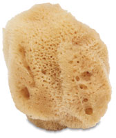 White Silk Sponge
