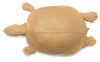 Painted Turtle