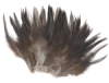 Chinchilla