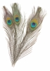 Peacock Feathers