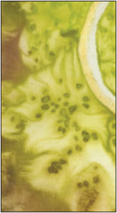 Lazertran Silk Scarf